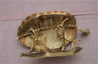 Chinese striped-neck turtle Collection Image, Figure 11, Total 13 Figures